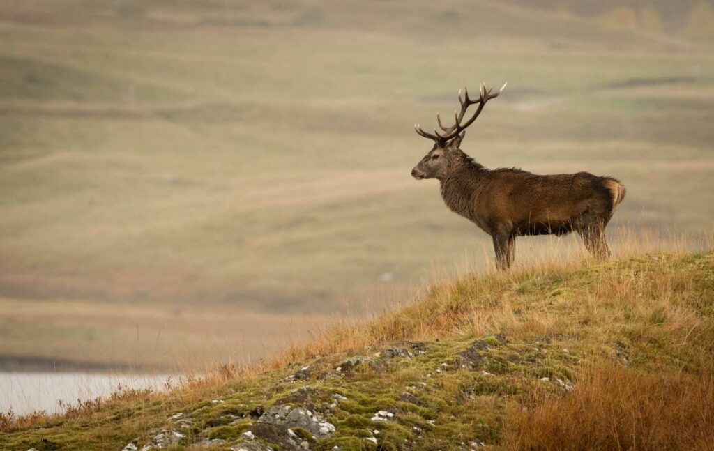 Kingussie, Cairngorms National Park