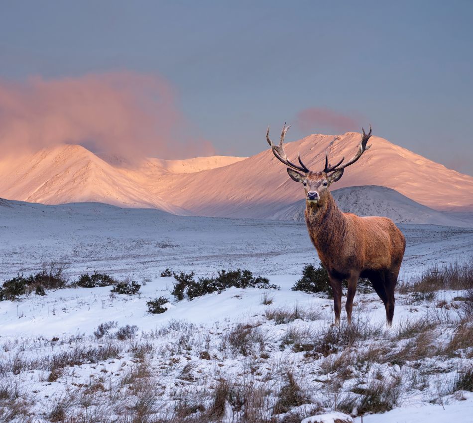 Living in the Highlands