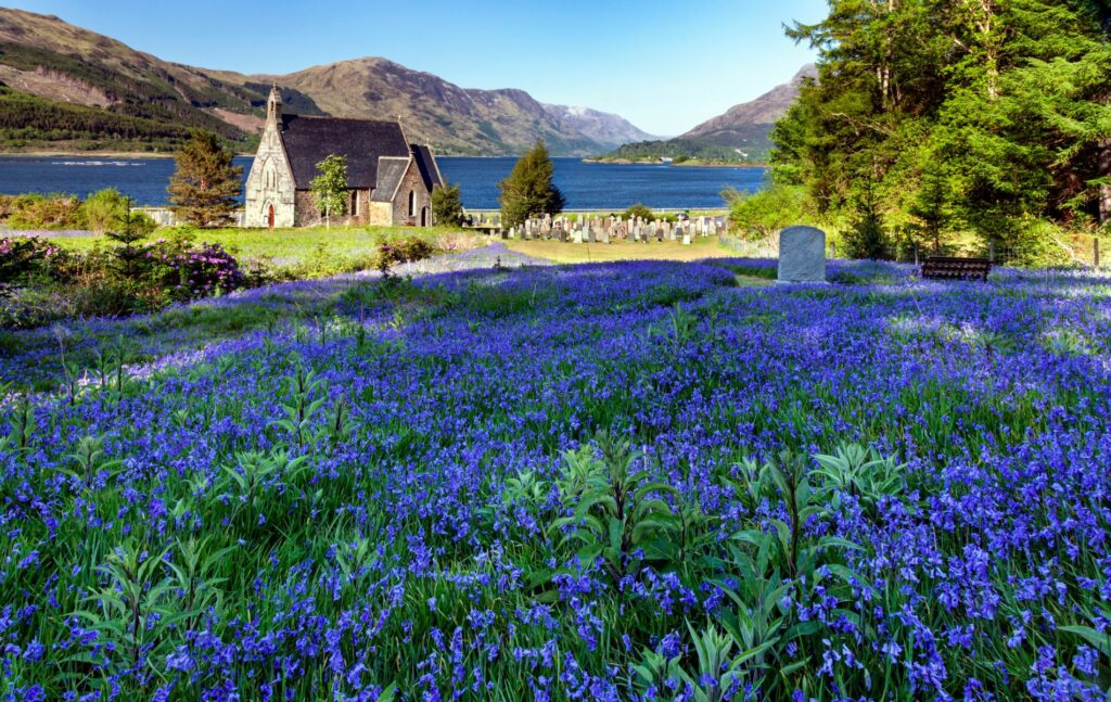 Bluebells at Ballachulish Scottish Highlands